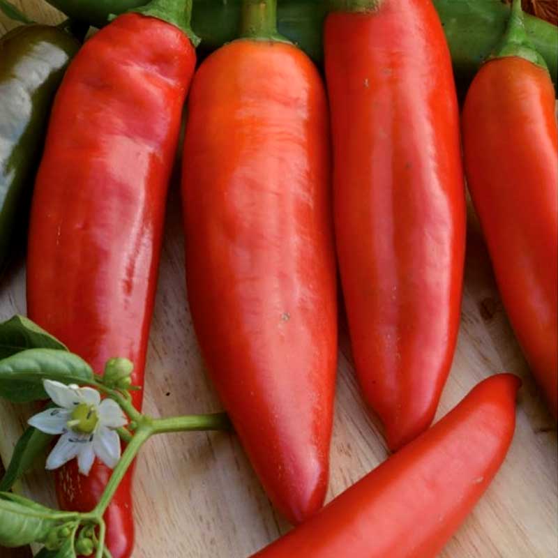Chilipeppar 'Anaheim chili'