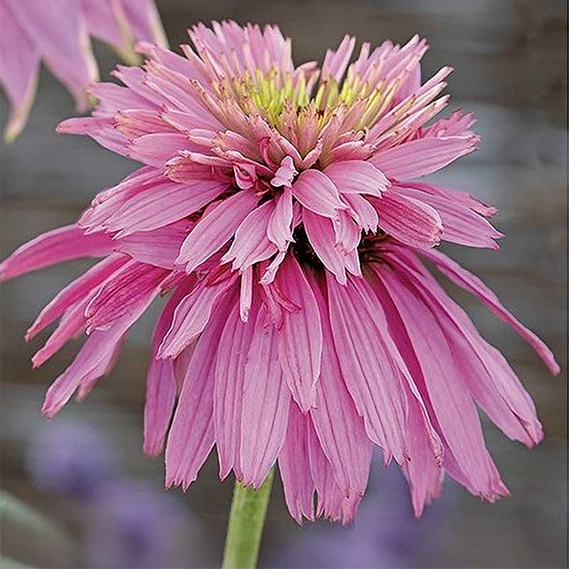 Röd solhatt 'Paradiso Super Duper'