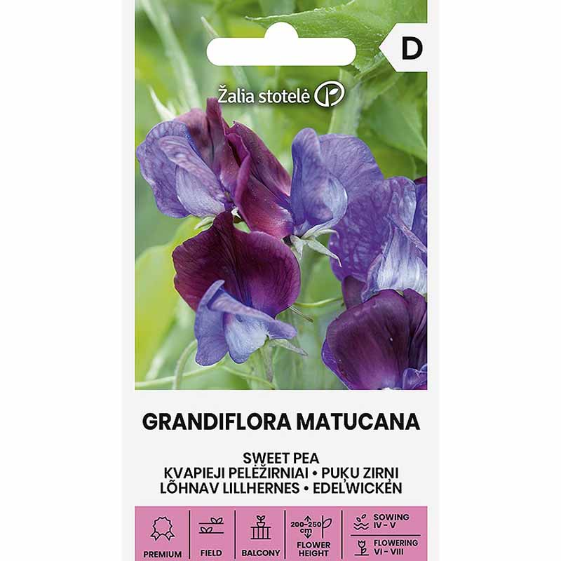 Luktärt 'Grandiflora matucana'