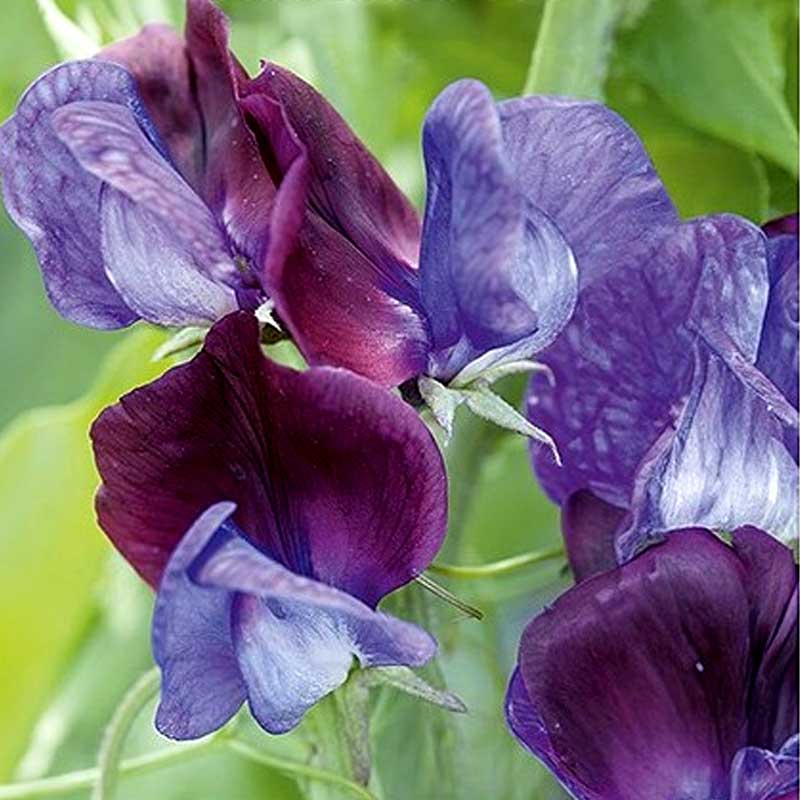 Luktärt 'Grandiflora matucana'