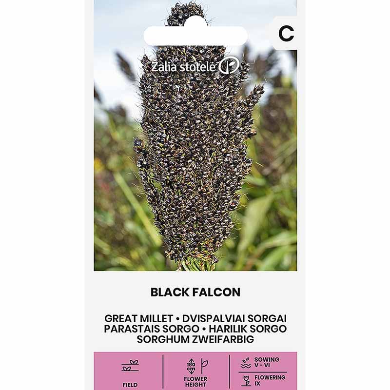 Pärlhirs 'Black Falcon'