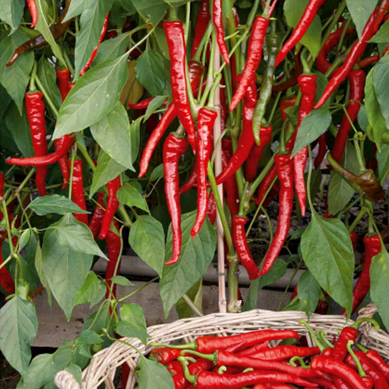 Chilipeppar 'Poseidon'