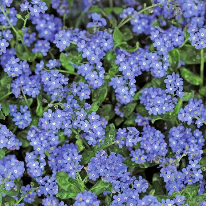 Alpin Förgätmigej 'Blue Ball'