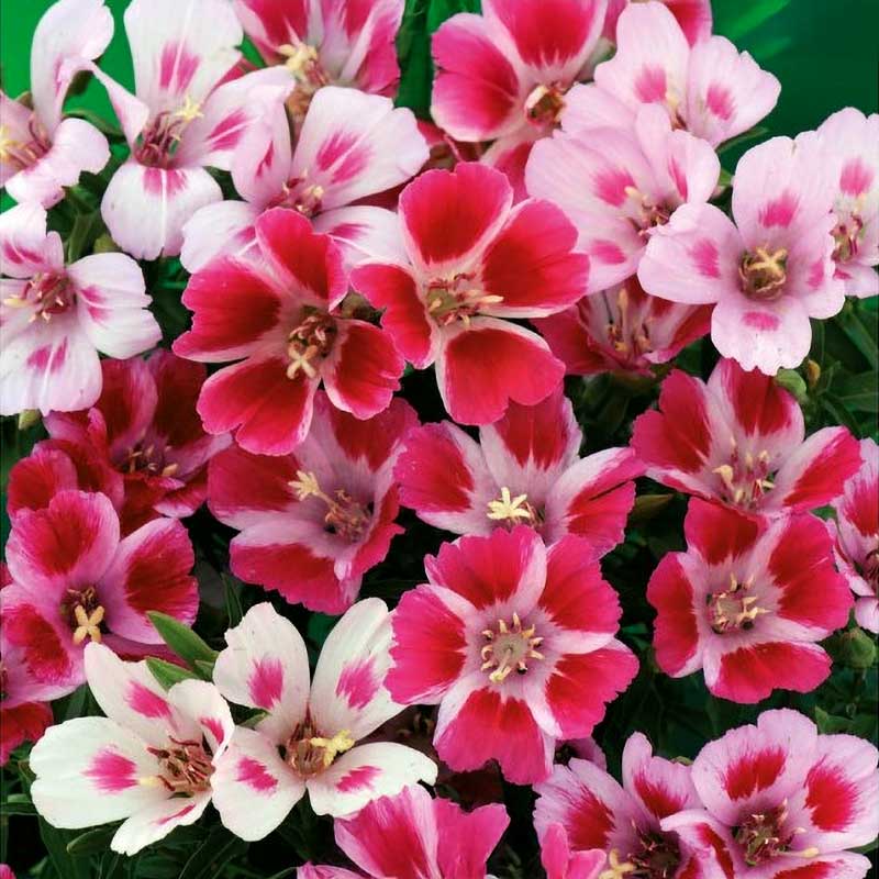 Sommarazalea 'Monarch'