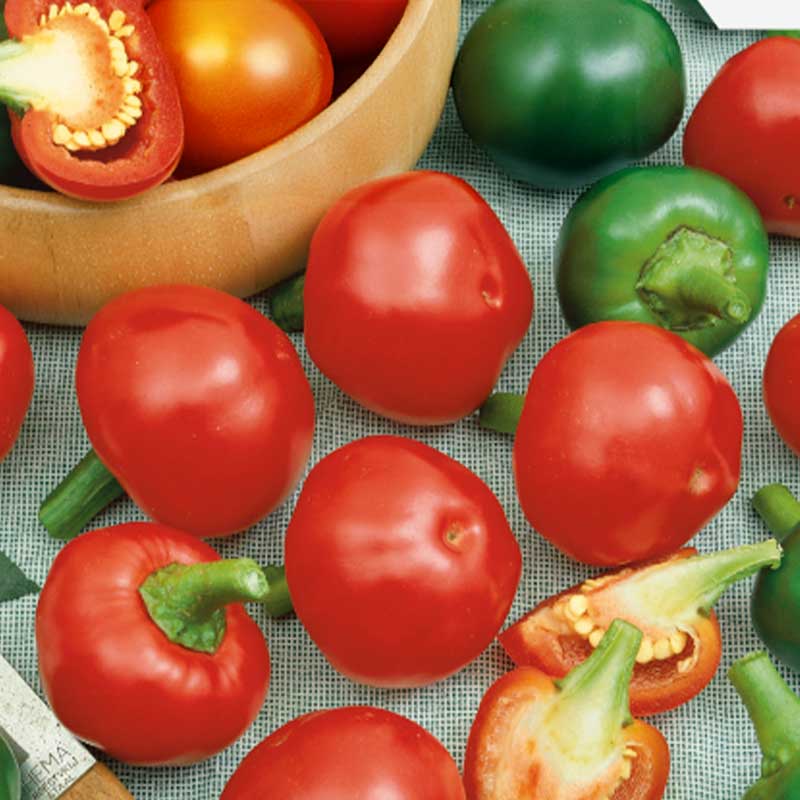 Chilipeppar 'Topik' H