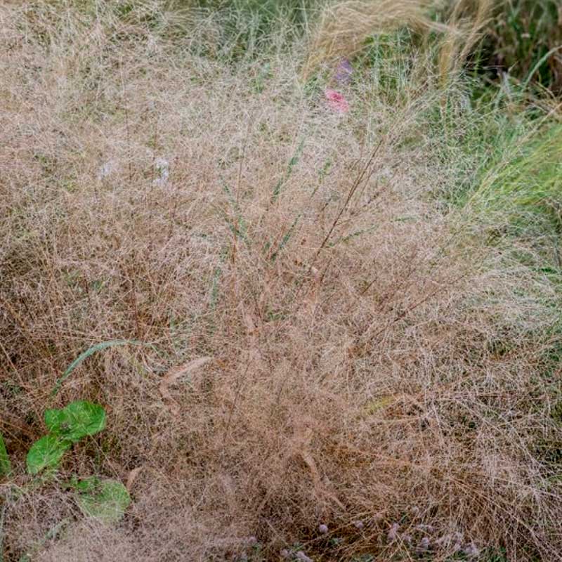 Elegant kärleksgräs