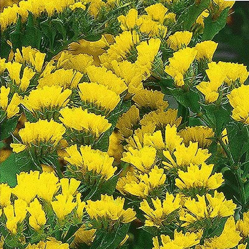 Risp - Fröer - Allafroer.se