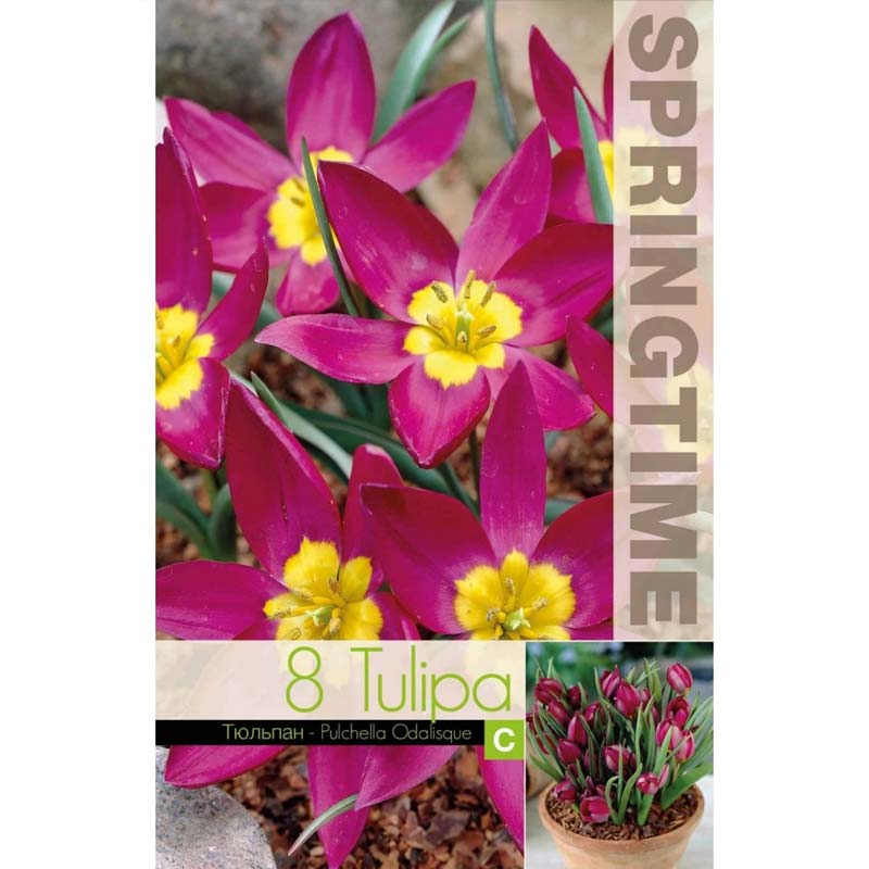 Tulpan ’Puchella Odalisque’