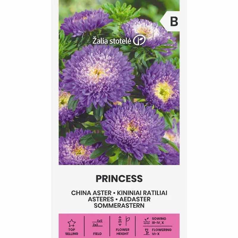 Sommaraster 'Princess' lila