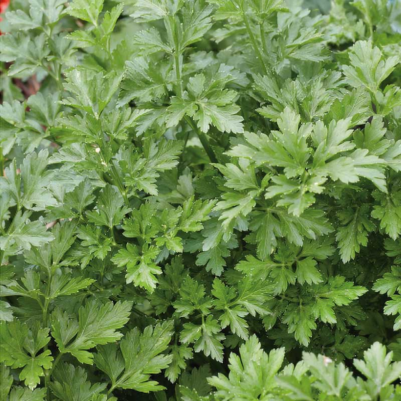 Persilja 'Festival 68'