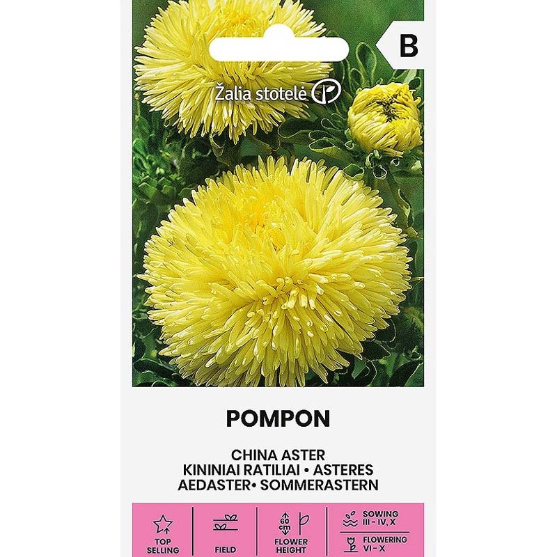 Sommaraster 'Pompon'