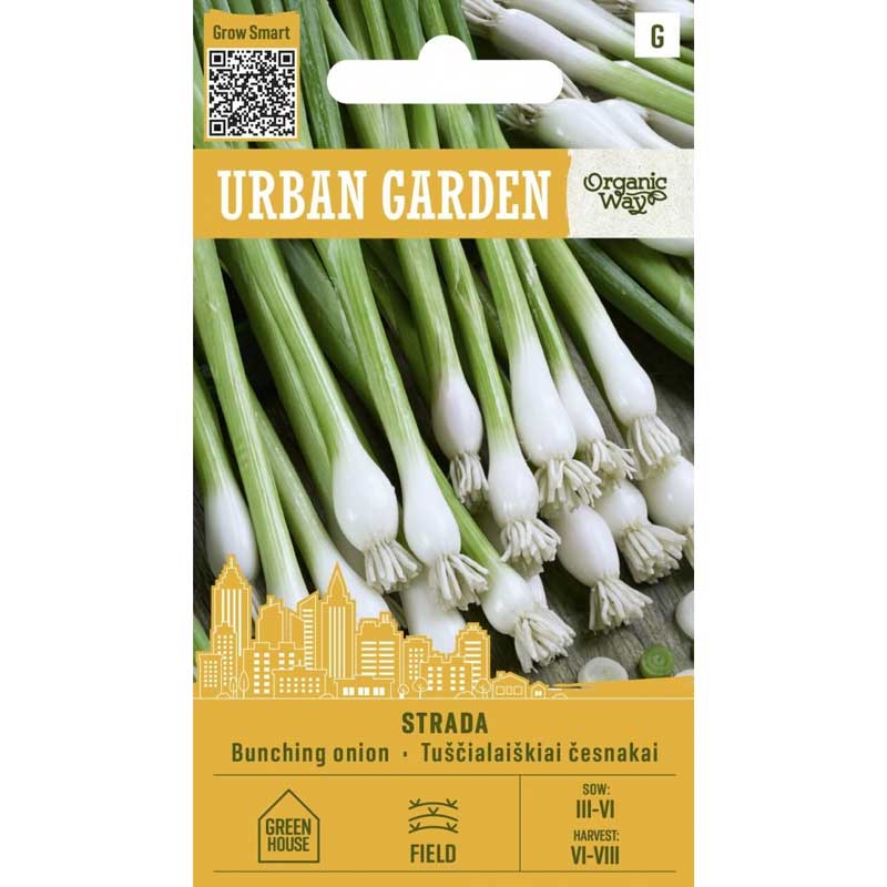 Vinterlök ’Strada’