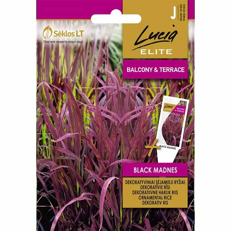 Dekrorativ ris 'Black Madnes'