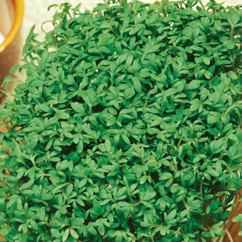 Smörgåskrasse 'Common'