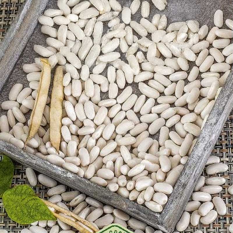 Kokböna 'Igołomska'