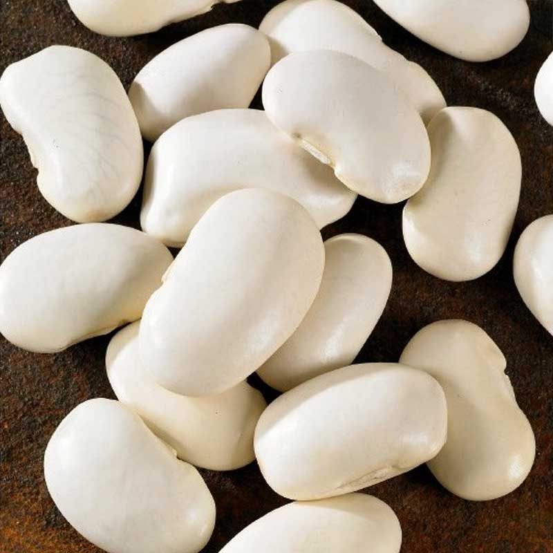 Rosenböna 'Piekny jas'