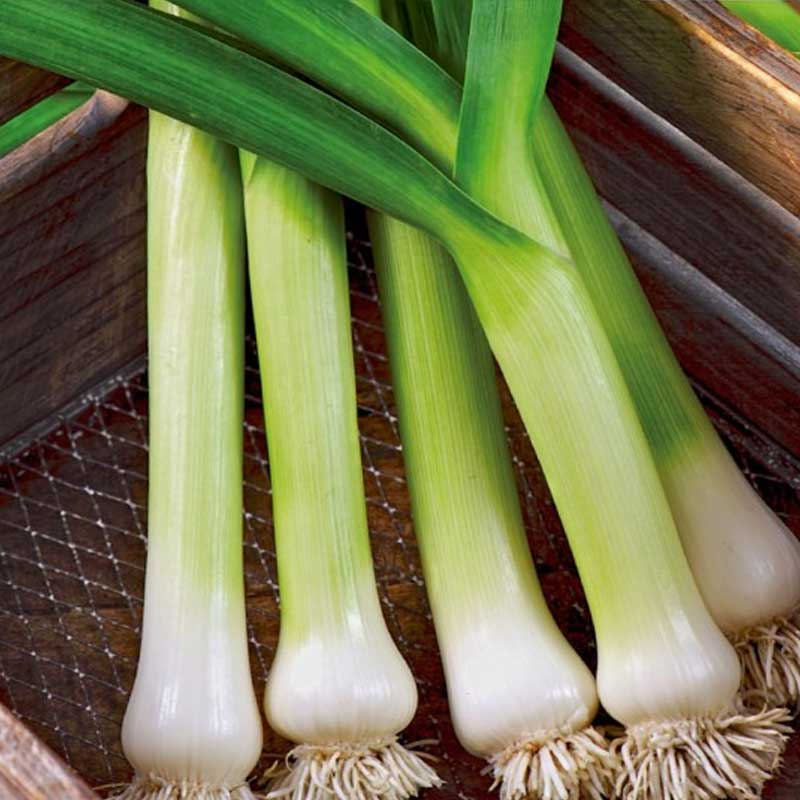 Purjolök 'De carentan 2'