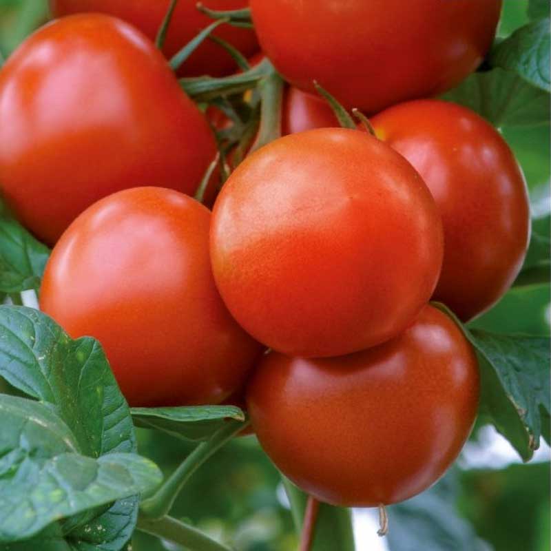 Tomat 'Saint Pierre'