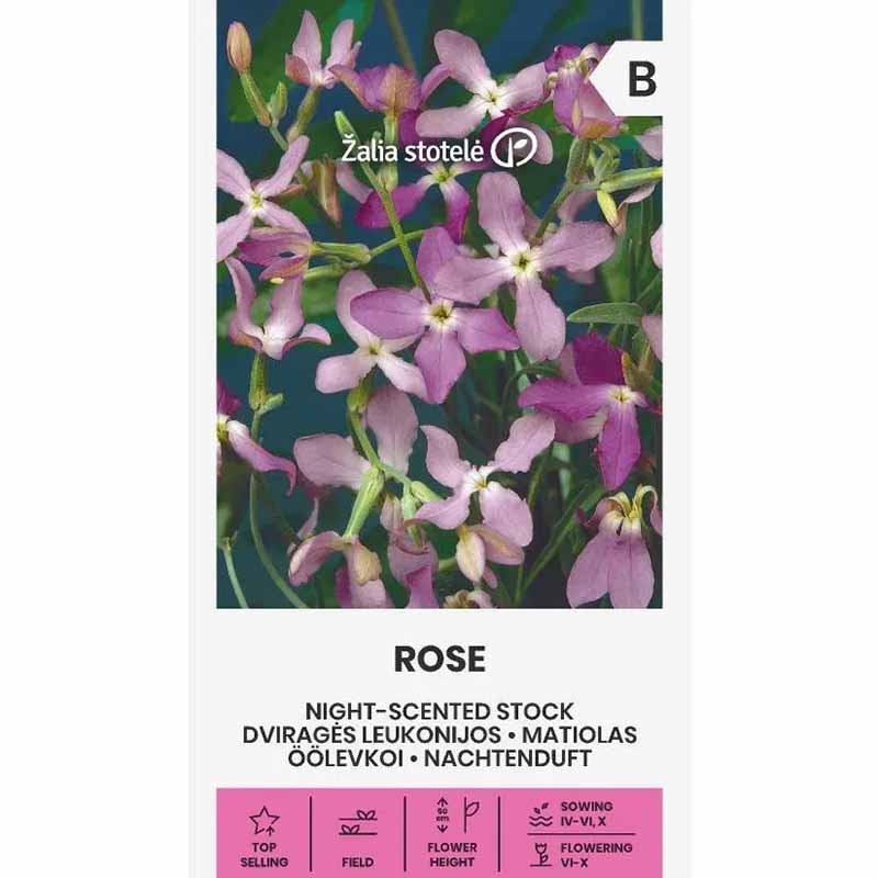 Vit grekisk lövkoja 'Rose'