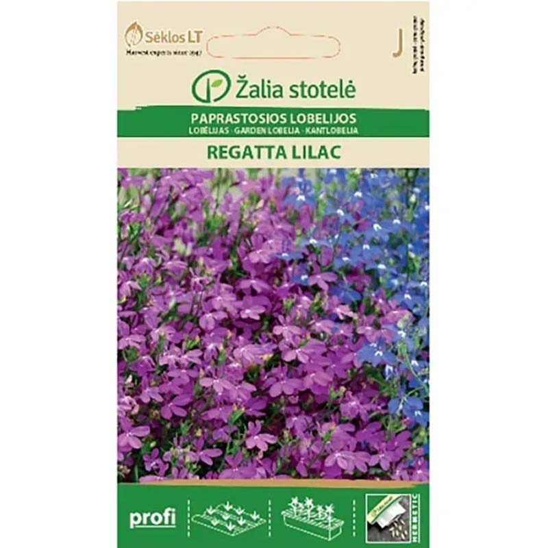 Lobelia 'Regatta lilac'