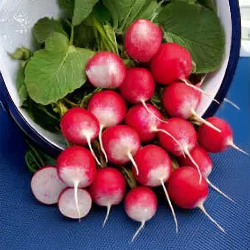 Rädisa 'National 2'