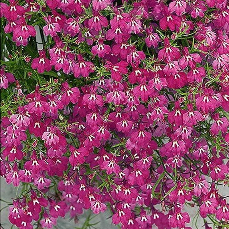 Kantlobelia 'Red Cascade'
