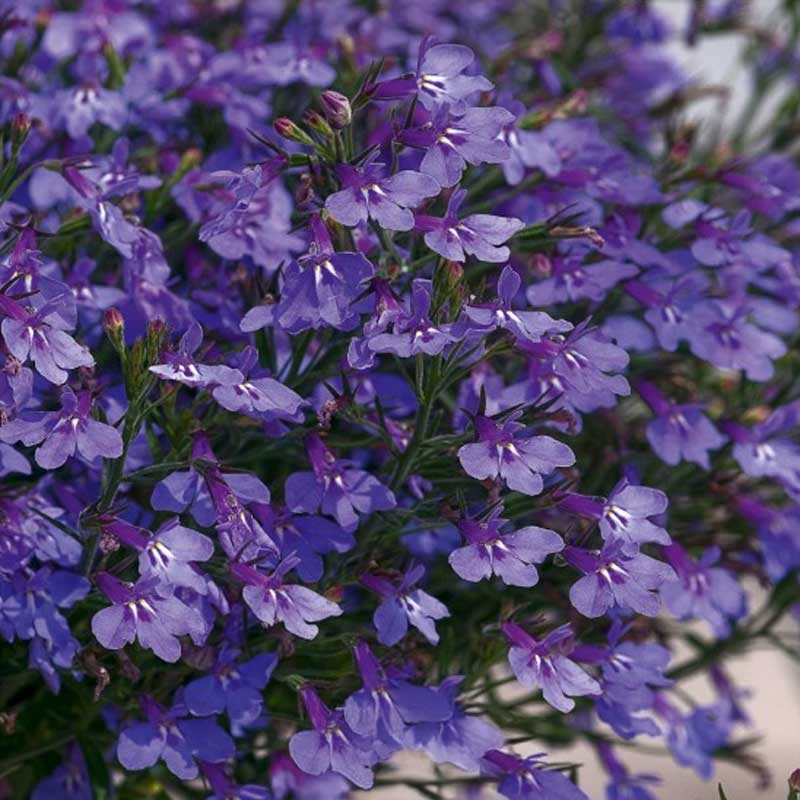 Hänglobelia 'Blue carpet'