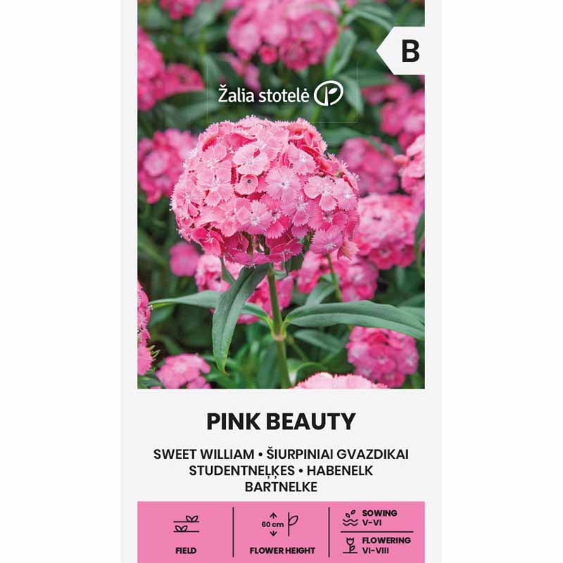 Borstnejlika 'Pink beauty'