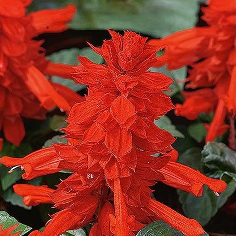 Praktsalvia 'Scarlet Piccolo'