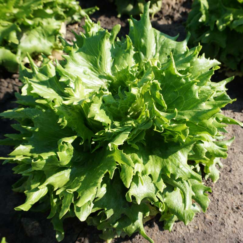 Isbergsallat 'Regina Dei Ghiacci'