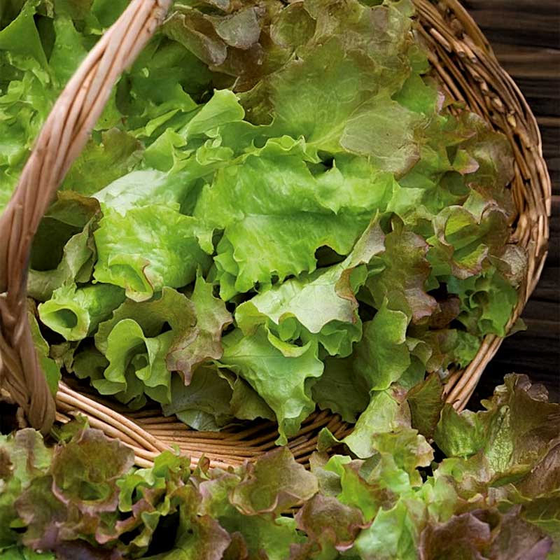 Plocksallat 'Amerikanischer Brauner'