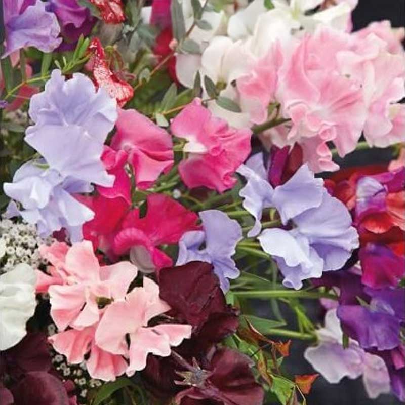 Luktärt 'Royal family'