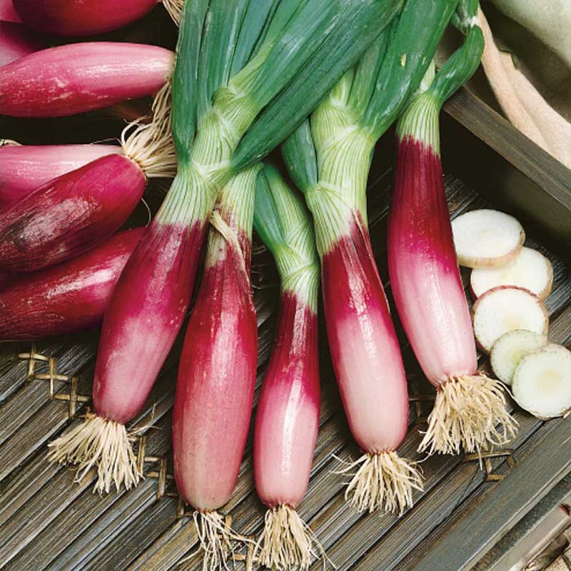 Lök 'Rossa lunga di firenze'
