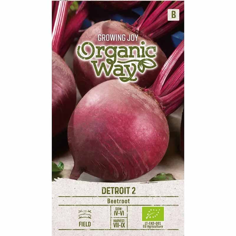 Rödbeta 'Detroit 2'