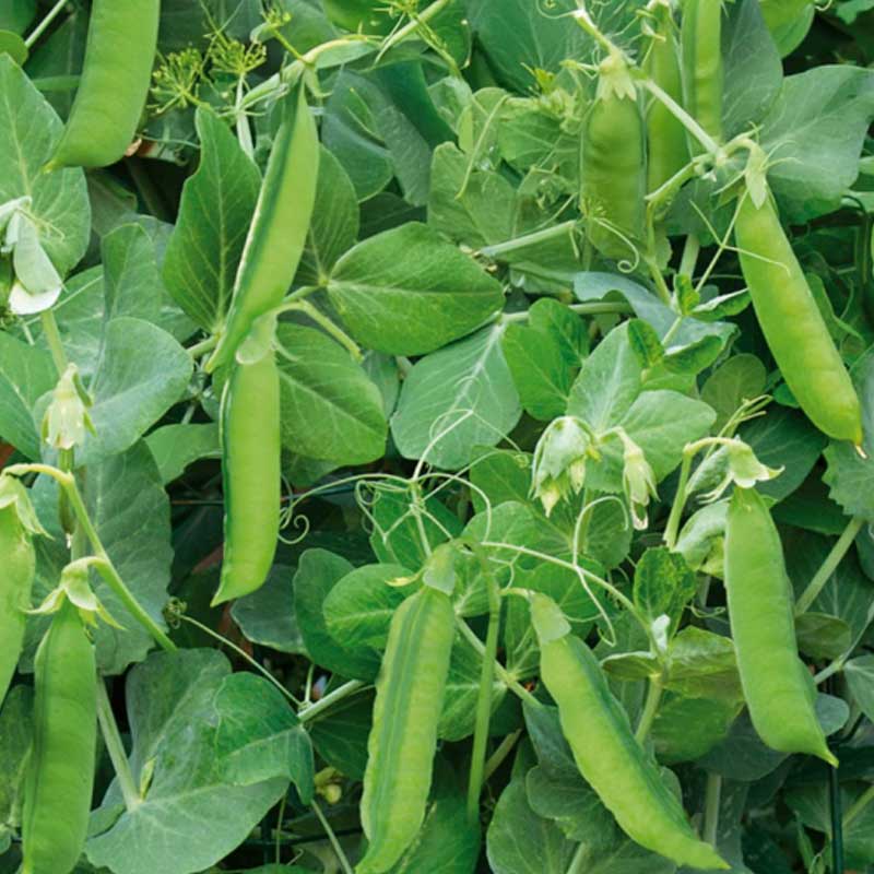 Märgärt 'Telephone Nain'