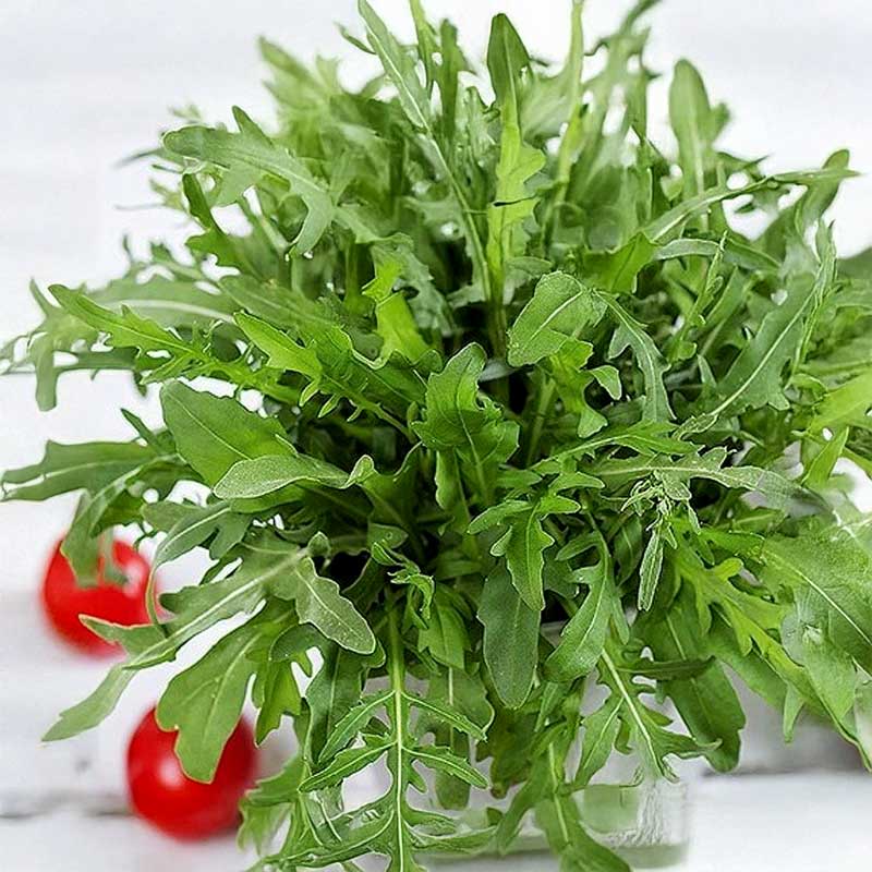 Rucola