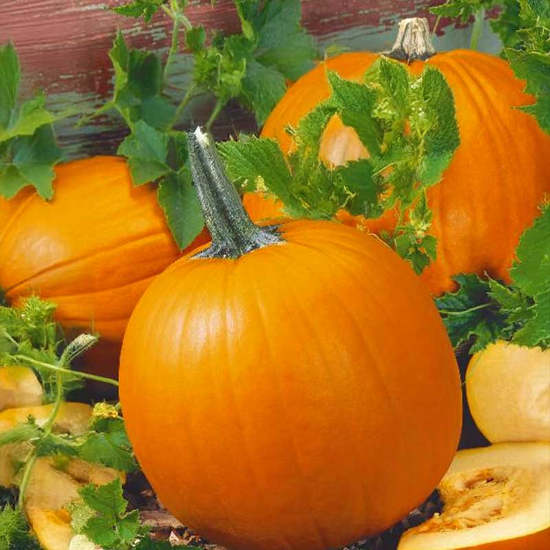 Pumpa 'Jack o lantern'