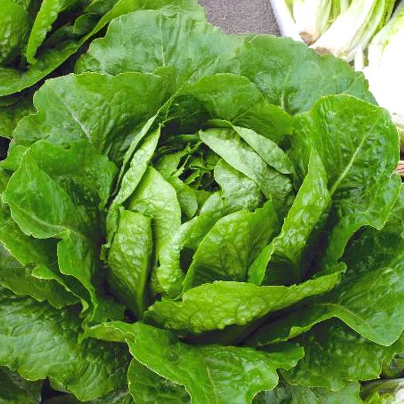 Sallat 'Verde degli ortolani'