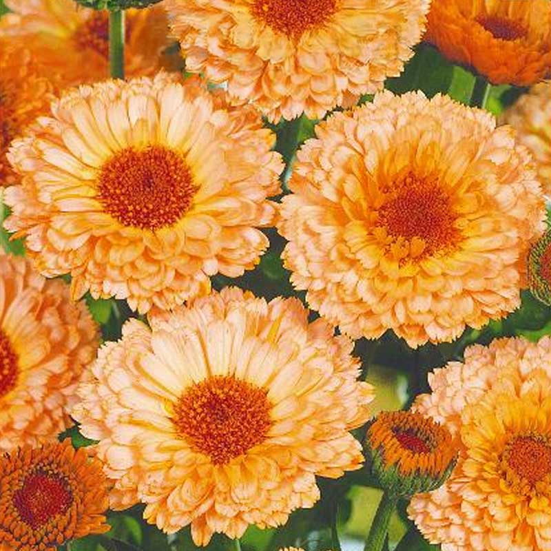 Ringblomma 'Pink suprise'