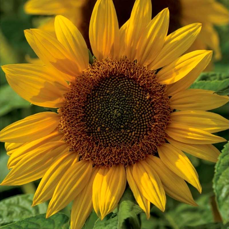 Solros 'Henry wilde'