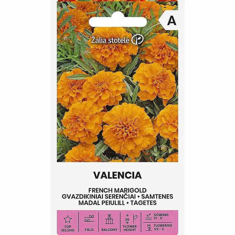 Sammetstagetes 'Valencia'