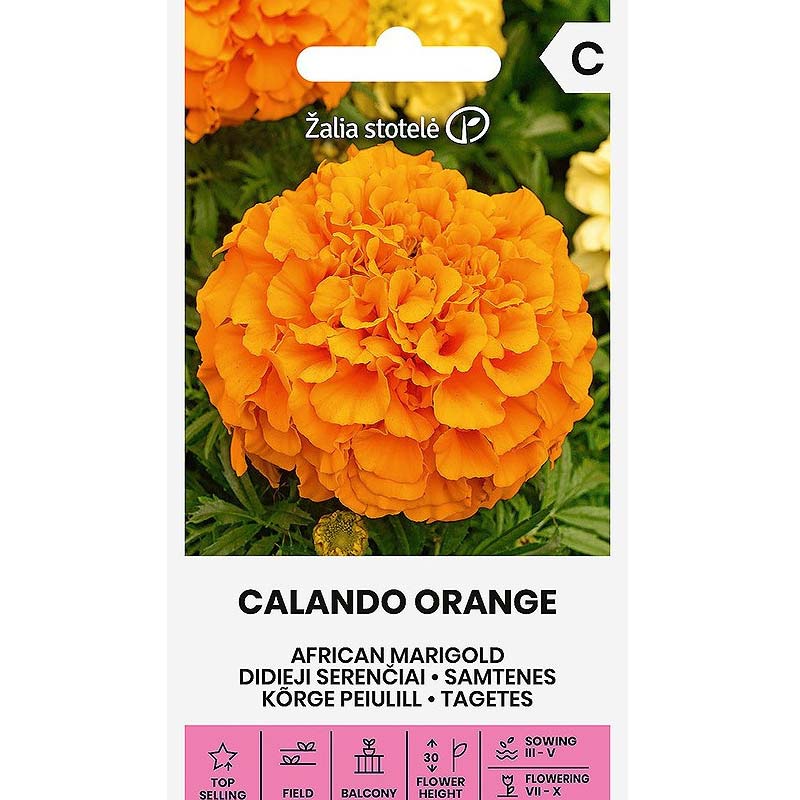 Stor tagetes 'Calando orange'