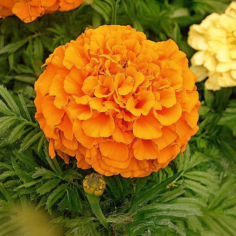 Stor tagetes 'Calando orange'