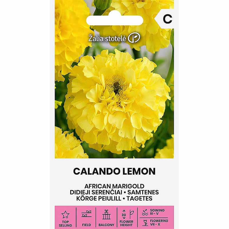 Stor tagetes 'Calendo lemon'