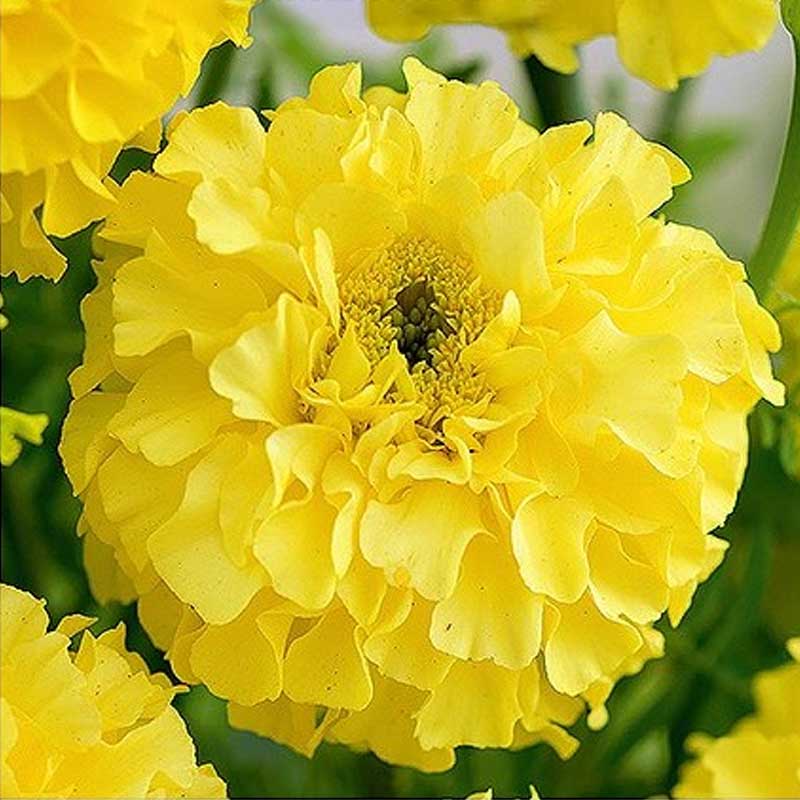 Stor tagetes 'Calendo lemon'