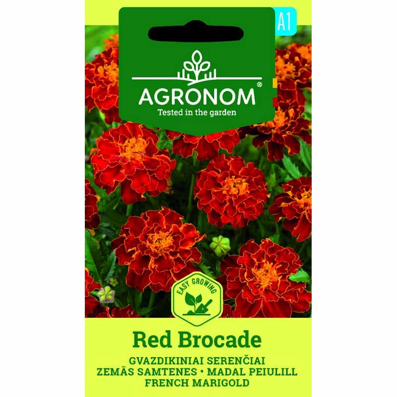 Tagetes 'Red brocate'