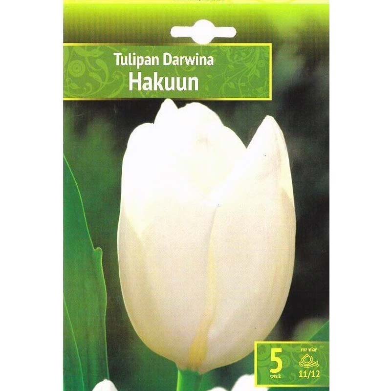 Tulpan ’Hakuun’