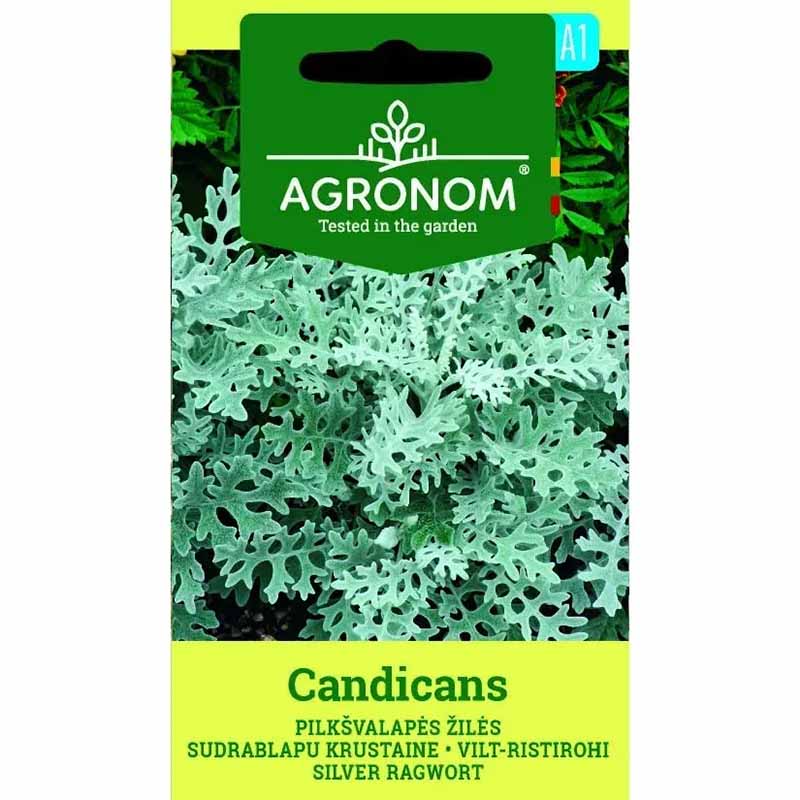 Silverek 'Candicans'