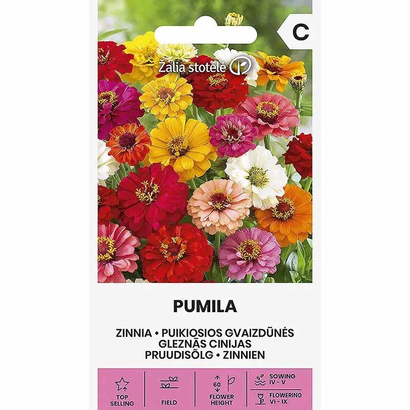 Zinnia
