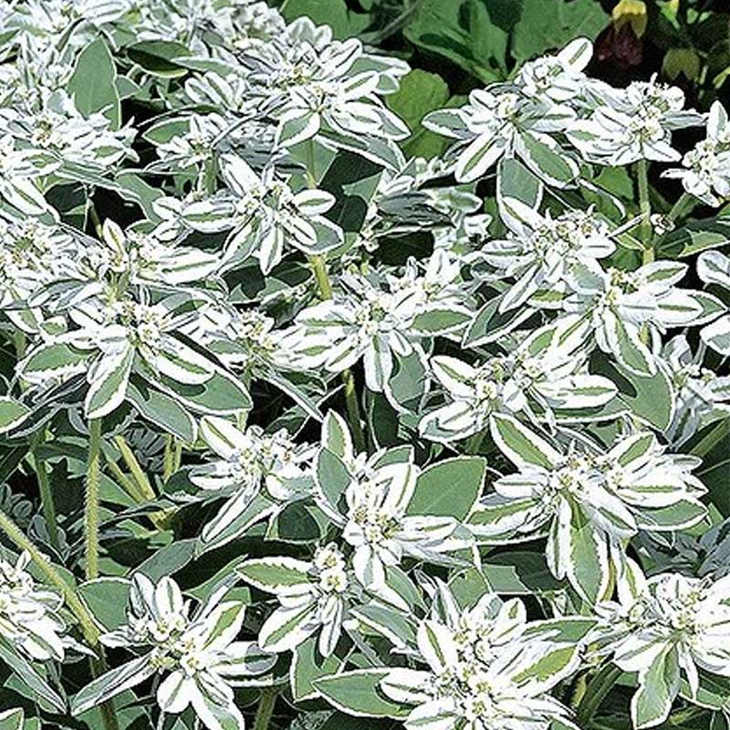 Broktörel 'Mountain snow'